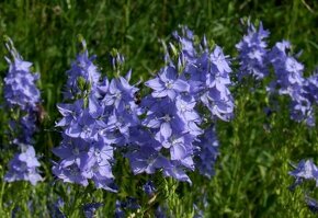 Rozrazil ožankovitý - Veronica teucrium 300 semen 50 Kč - 2