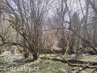 Lesní pozemky, 60 208 m2 , obec Přimda, okr. Tachov - 2