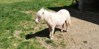 Prodám shetland hřebečka - 2