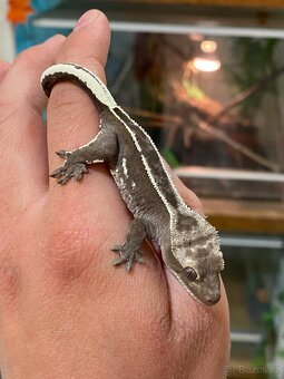 AXANTHIC C. Ciliatus - 2