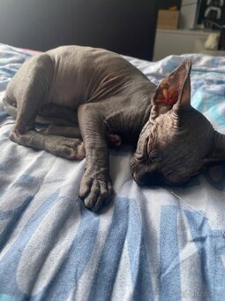 Kocourek Sphynx - 2