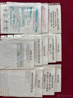 Anatomie - 2