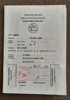 Činčila velká - samec - 2