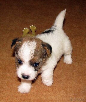 Jack Russell teriér – 2 pejsci + 2 fenky s PP k rezervaci - 2