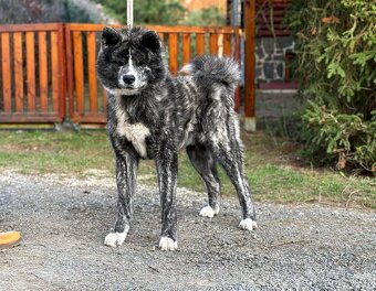 Akita Inu - 2