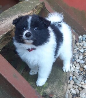 Německý špic střední - 2