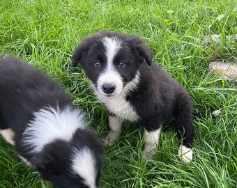 Štěňata border kolie - 2