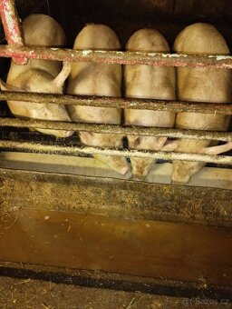 Prodám domácí prasata - 2