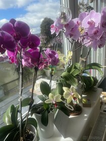 přírodní hnojivo Žížalí čaj - 2