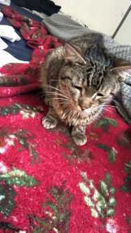 Daruji starsiho kocourka - 2