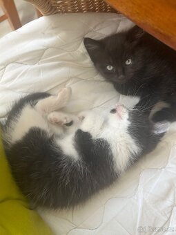 Daruji koťátka - 2