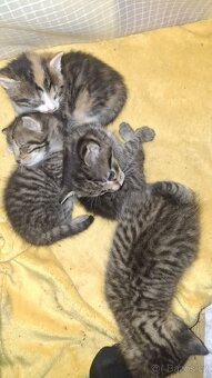 Daruji koťatka - 2