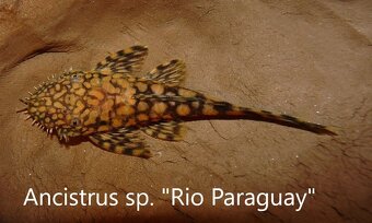 L-sumci, krunýřovci - odchovy - 2