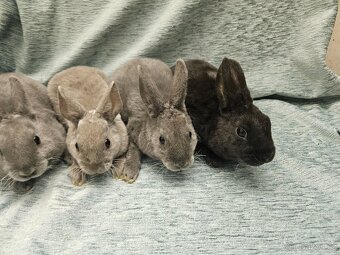 Zakrslý králíček - 2