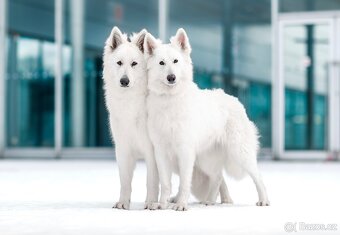 Bílý švýcarský ovčák - 2