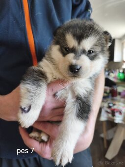 Aljašský malamut šteniatka - 2
