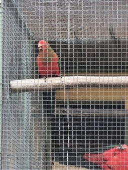 PAPOUŠEK KRÁLOVSKÝ, HORSKÝ A ZPĚVAVÝ - 2