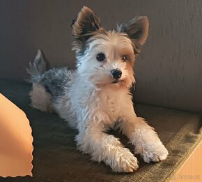 Jorkšírský teriér - krytí - 2