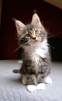 Mainská mývalí - 2