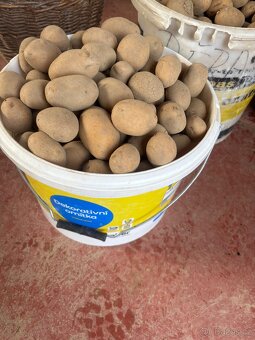 Sadbové brambory Antonie - 2