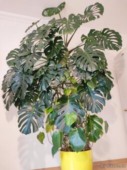 Monstera - 2