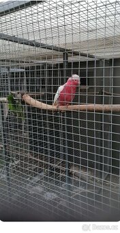 Kakadu růžový lutino - 2