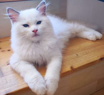 Ragdoll blue bicolor kocourek s pp - 2