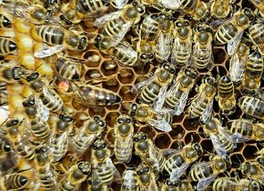 přezimované včelí oddělky , včelstva , včely - 2