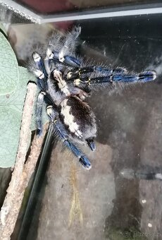 Poecilotheria Metallica 0.1 adult - 2