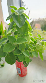 léčivá KALÍSIE vonná, Aloe, Rýmovník - 2