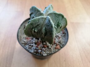 Sbírka 7 kaktusů kaktusy Lophophora a Astrophytum Mexiko USA - 2