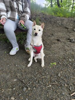 Shiba inu - 2