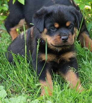 Rotvajler štěně - pejsek, Rottweiler štěně pejsek - 2