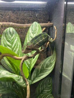 Terarium 60x45x90 - 2