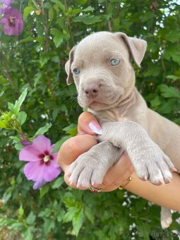 American Bully XL s PP - 2