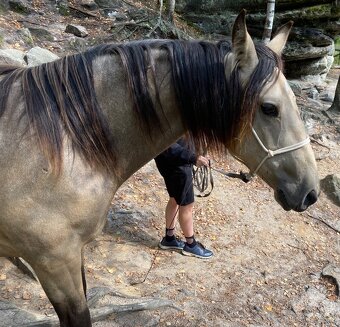 Appaloosa valášek - 2