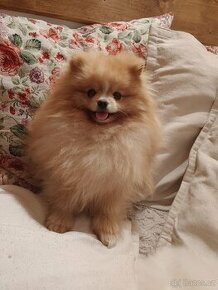 Pomeranian s PP ke KRYTÍ - krémový (žádný prodej) - 2