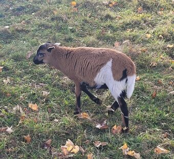 Kamerunská ovce - beránek - 2