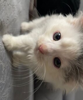 Ragdoll koťátko - 2