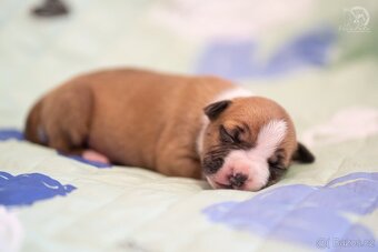 Americký stafordširský teriér s PP - 2