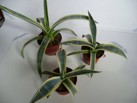 Agave americana - 2