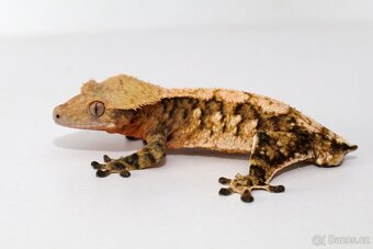 Pagekon řasnatý / ciliatus - sameček - 2