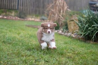 Australský ovčák s PP - 2