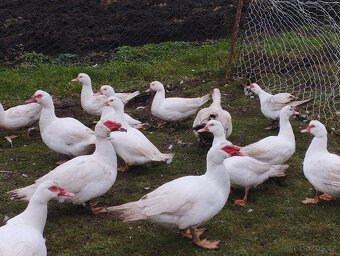 Kachna pižmová - 2