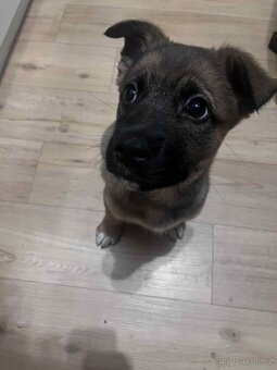 Pejsek Stromeček - 2