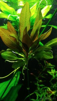 Rostlin od Terčovců že 30.st bez hnojiv a co2 - 2