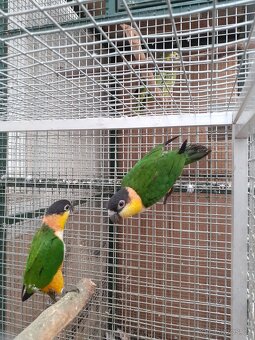 Amazonek černotemenný - 2