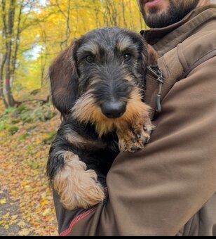 Jezevčík standard drsnosrstý s PP - 2