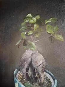 Obraz kytka bonsai ficus ginseng AKRYL - 2