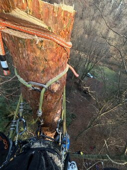 Arboristické služby – kácení, prořez, údržba stromů - 2
